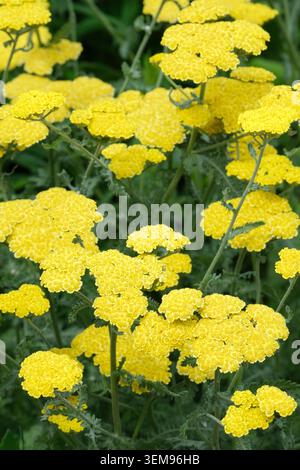 Achillea Moonshine, Schafgarbe Moonshine, Blattstiele, flache Köpfe aus kleinen, hellgelben Blüten Stockfoto