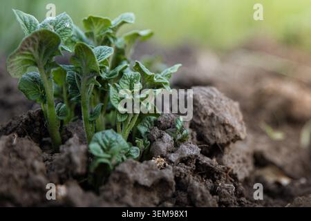 Junge Kartoffelschollen, Die Aus Fruchtbarem Boden Im Frühlingsgarten Auftauchen Stockfoto