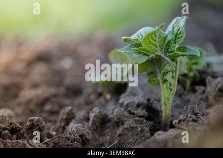 Junge Kartoffelschollen, Die Aus Fruchtbarem Boden Im Frühlingsgarten Auftauchen Stockfoto