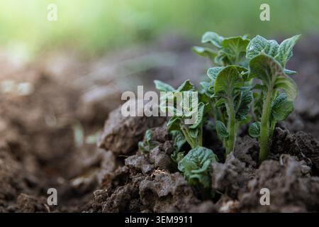 Junge Kartoffelschollen, Die Aus Fruchtbarem Boden Im Frühlingsgarten Auftauchen Stockfoto