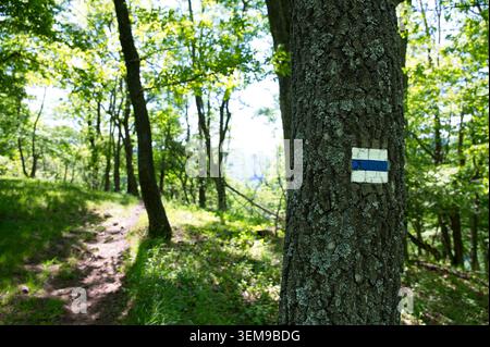Blau-weiße horizontale Wanderpfadmarkierung des National Blue Trail auf einem Baumstamm bei Agasvar in der Matra, Ungarn. Stockfoto