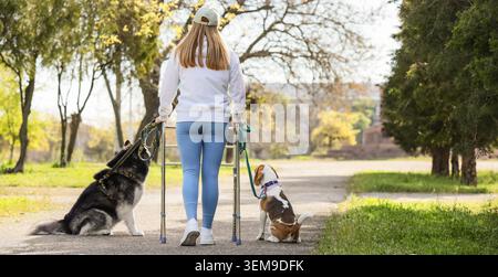 Frau mit Walker geht zwei Hunde im Park, Rückansicht der jungen Frau mit Mobilitätshilfe genießt Outdoor-Rehabilitation und Haustierbegleitung auf sonnigem Raum Stockfoto