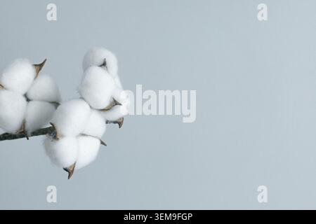 Minimalistische Komposition mit Baumwollzweig auf hellgrauem, strukturiertem Hintergrund, Kopierraum. Stockfoto