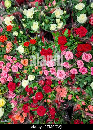 Die Szene zeigt einen Blick von oben nach unten auf viele Mini-Rosensträuße, die in Plastik gewickelt sind. Die Blumen sind in Rot, Rosa, Orange und weiß gehalten. Dies erfordert pla Stockfoto