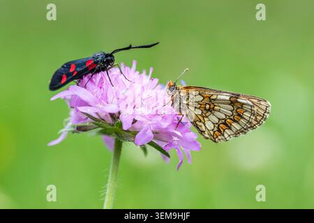 Zygaena oder Gitana - Zygaena filipendula - und Heath Fritillary Butterfly oder Doncella Comun - Melitaea athalia-, Panticosa, Huesca, Spanien Stockfoto
