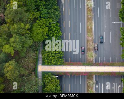 Frühlingsblüten in Guangzhou – Drone aus der Vogelperspektive auf die subtropische Stadtstraße mit blühenden Bäumen und urbaner Landschaft Stockfoto