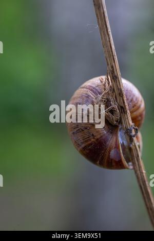 Ein markantes Makroprofil einer Erdschnecke, die ihr wunderschönes spiralförmiges Muschelmuster zeigt, während sie sich an einem vertikalen Stiel festhält Stockfoto