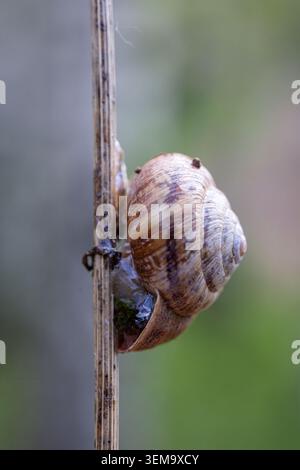 Ein markantes Makroprofil einer Erdschnecke, die ihr wunderschönes spiralförmiges Muschelmuster zeigt, während sie sich an einem vertikalen Stiel festhält Stockfoto