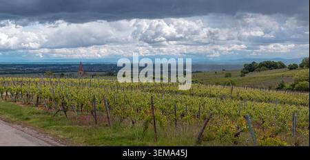 Blick auf das Dorf umgeben von grünen elsässischen Weinbergen Stockfoto