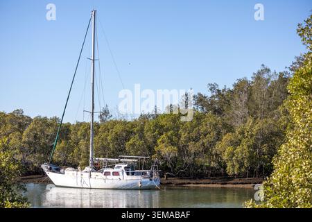 Segelyacht liegt in der Nähe von Mangroven in der Bramble Bay bei Shorncliffe, Brisbane, Queensland, Australien. Stockfoto