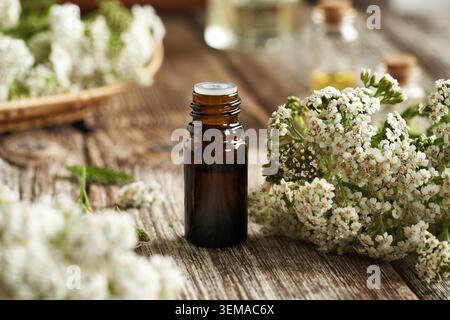 Eine dunkle Flasche ätherischen Aromatherapieöls auf einem Tisch mit frischen Schafgarbenblüten Stockfoto