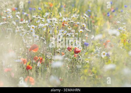 Blühende Wildblumen in den South Downs, mit selektivem Fokus Stockfoto