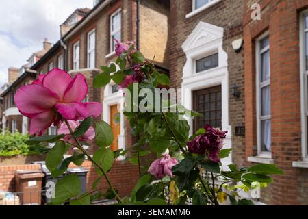 Rosa Rosen blühen vor einem Londoner Haus in Stoke Newington und zeigen die Schönheit der Natur vor der urbanen Architektur. Stockfoto