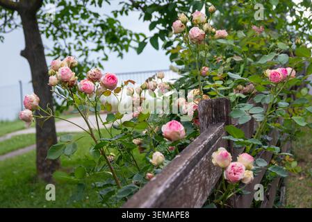 Rosafarbene Rosen blühen neben einem verwitterten Holzzaun in einem grünen Garten, mit Laubbäumen und sanftem natürlichem Licht, das eine friedliche ländliche Sommerszene schafft. Stockfoto