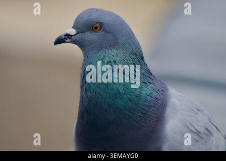 Sachliches Seitenprofil Nahaufnahme einer einheimischen Steintaube mit detaillierten blau-grauen Kopffedern, orangefarbenem Auge, weißem Cere und leuchtendem grünem i Stockfoto