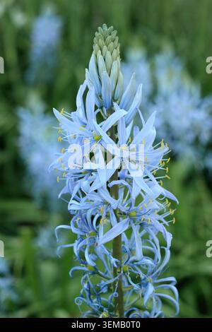 Camassia. Camassia cusickii 'blau', auch Cusick's Camass genannt. Mit charakteristischen blauen Blüten im Frühjahr. UK Stockfoto