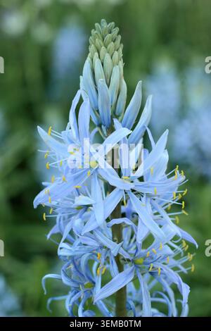 Camassia. Camassia cusickii 'blau', auch Cusick's Camass genannt. Mit charakteristischen blauen Blüten im Frühjahr. UK Stockfoto