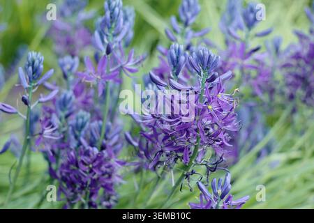 Camassia Orion, Camassia Quamash „Orion“, auch als kompakte zwergcamassia bezeichnet, die im Frühjahr dichte Spitzen blauer sternförmiger Blüten trägt. UK Stockfoto