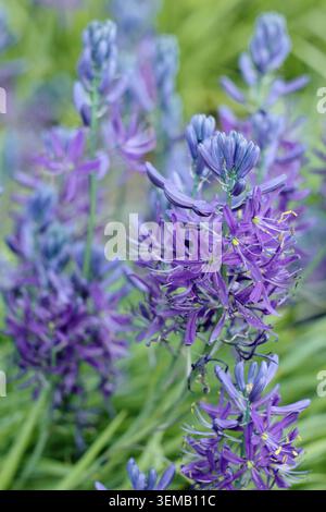 Camassia Orion, Camassia Quamash „Orion“, auch als kompakte zwergcamassia bezeichnet, die im Frühjahr dichte Spitzen blauer sternförmiger Blüten trägt. UK Stockfoto