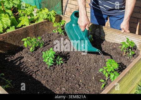 Gärtner gießen neu transplantierte Tomatenpflanzen in einem hölzernen Hochbeet, um nach dem Pflanzen Wurzeln zu etablieren Stockfoto