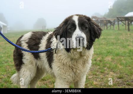 Großer Viehhüterhund steht an der Leine auf einer regnerischen Weide mit nassem schwarz-weißem Fell. Stockfoto