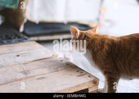 Ingwerkatze steht auf Holzpalette und blickt in weichem Tageslicht mit geringer Schärfentiefe weg Stockfoto