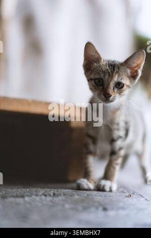 Entzückendes Tabby-Kätzchen, das vorsichtig auf Betonboden in der Nähe einer Holzkonstruktion läuft, weich natürlich Stockfoto