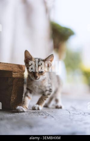 Entzückendes Tabby-Kätzchen, das vorsichtig in der Nähe einer Holzkiste auf Betonboden läuft, weiches natürliches Licht, Stockfoto