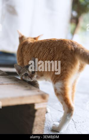 Orangefarbene Tabbykatze, die an einer Holzbank vorbeiläuft, während ein kleines graues Kätzchen von hinten im Freien herausblickt Stockfoto