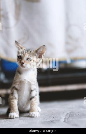 Niedliches Tabby-Kätzchen, das aufrecht auf Betonboden sitzt, mit weichem Hintergrund und natürlichem Hintergrund Stockfoto