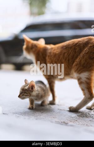 Orangefarbene Tabby-Mutterkatze, die mit ihrem kleinen gestreiften Kätzchen auf städtischem Pflaster läuft, geringe Tiefe von Stockfoto