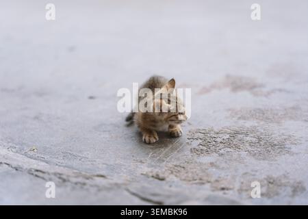 Winziges Tabbykätzchen, das vorsichtig auf Betonpflaster läuft, weiches Fell, neugieriger Ausdruck, natürlich Stockfoto