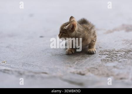 Winziges Tabby-Kätzchen, das auf nassem Betonpflaster sitzt, Seitenprofil, weiches Fell, neugieriger Ausdruck, Stockfoto