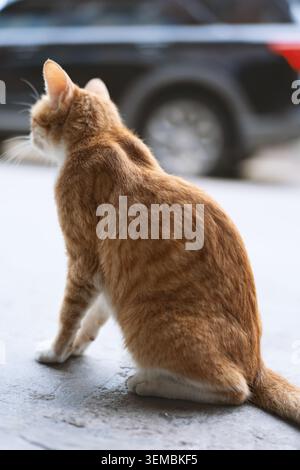 Ingwerkatze, die auf der Stadtstraße sitzt, Rückansicht mit verschwommenem Autohintergrund, natürliches Tageslicht Stockfoto