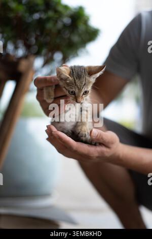 Winziges Tabby-Kätzchen, das im Freien in der Nähe von Topfpflanzen sanft in den Händen gehalten wird Stockfoto