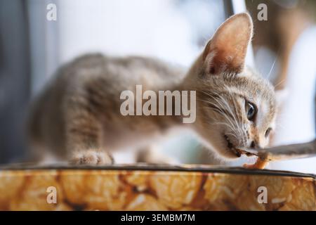 Kurioses graues Tabby-Kätzchen, das an der Futterkante knabbert, Nahaufnahme mit weichem Fokus und warmem natürlichem Licht Stockfoto