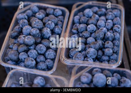 Frische, reife Heidelbeeren in Plastiktüten verpackt auf einem Indoor-Markt in Riga Lettland, saisonaler Verkauf von Waldbeeren Stockfoto