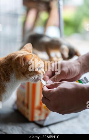 Die orangene Tabby-Katze wird von menschlichen Händen mit weichem natürlichem Licht und geringer Schärfentiefe gefüttert Stockfoto
