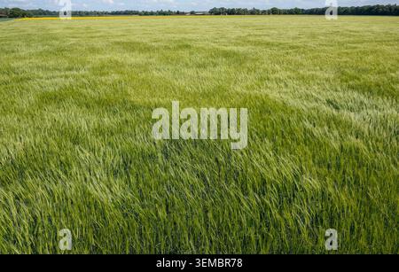 Erhöhter Blick auf ein Feld mit reifendem Weizen auf dem Land sonniger Tag keine Leute Stockfoto