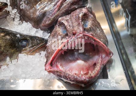 Frischer ganzer Seeteufel auf Eis auf dem Seafood Market Stockfoto