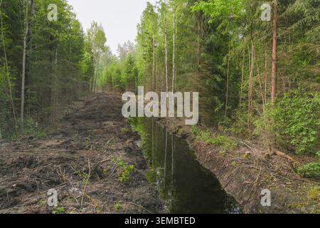 Waldentwässerungsgraben, der durch den Wald in Lettland führt Stockfoto