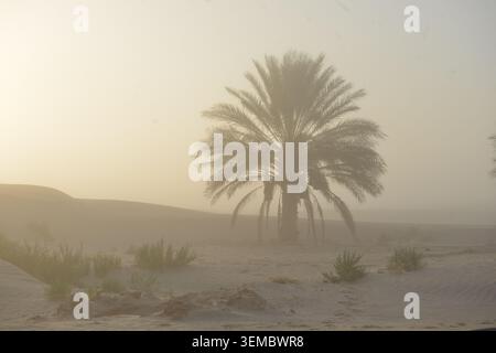 Einzelne Palme in weichem Nebel über Sanddünen. Stockfoto