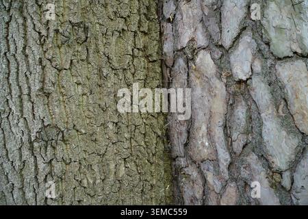 Natürliche Verschmelzung von zwei verschiedenen Baumarten mit englischer Eiche und schottischer Kiefernrinde, die in einer konzeptionellen Nahaufnahme dicht zusammenwachsen. Stockfoto
