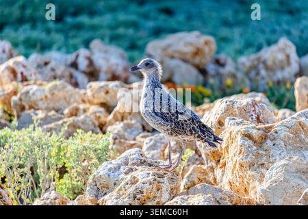Eine junge Europäische Heringsmöwe (Larus argentatus). Stockfoto