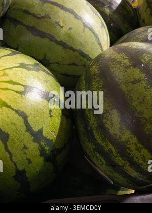 Helle Outdoor-Szene mit einem dichten Haufen grün gestreifter Wassermelonen mit glatten Rinden und dunklen Bändern. Die Nahaufnahme erfasst runde, glänzende Früchte Stockfoto