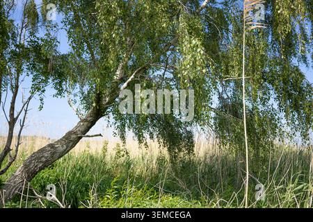Diagonale Komposition eines weißen Birkenbaums vor einem Hintergrund aus leuchtend gelb grünem Gras und hellblauem Sommerhimmel Stockfoto