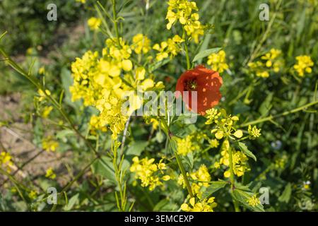 Makroaufnahme eines leuchtenden roten Mohns, der in einem Busch aus wilden gelben Blumen, umgeben von frischem grünem Gras, auf einem Sommerfeld blüht Stockfoto