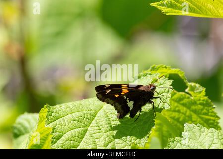 Silberfleckiger Kapitän, Epargyreus clarus, Schmetterling auf einer Pflanze im Frühjahr Stockfoto