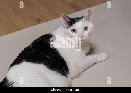 Schwarz-weiße Katze, die drinnen auf einer beigen Matte liegt Stockfoto