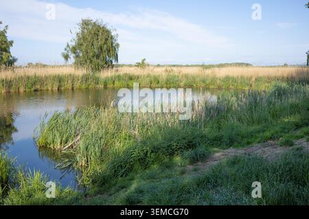 Ruhiger See mit dickem gelbem und grünem Schilf am Ufer und einer einsamen Birke, die am gegenüberliegenden Ufer unter blauem Himmel zu sehen ist Stockfoto